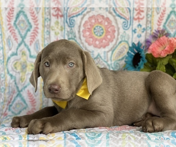 Medium Photo #4 Labrador Retriever Puppy For Sale in LANCASTER, PA, USA