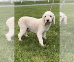 Small Photo #1 Miniature Labradoodle Puppy For Sale in MILLERSBURG, OH, USA
