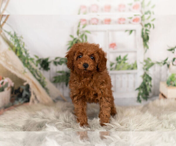 Medium Photo #2 Poodle (Toy) Puppy For Sale in WARSAW, IN, USA