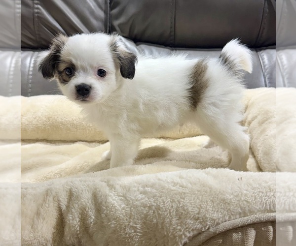 Medium Photo #10 Papillon Puppy For Sale in BELTON, MO, USA
