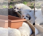 Small Photo #1 Great Pyrenees Puppy For Sale in OXFORD, MS, USA
