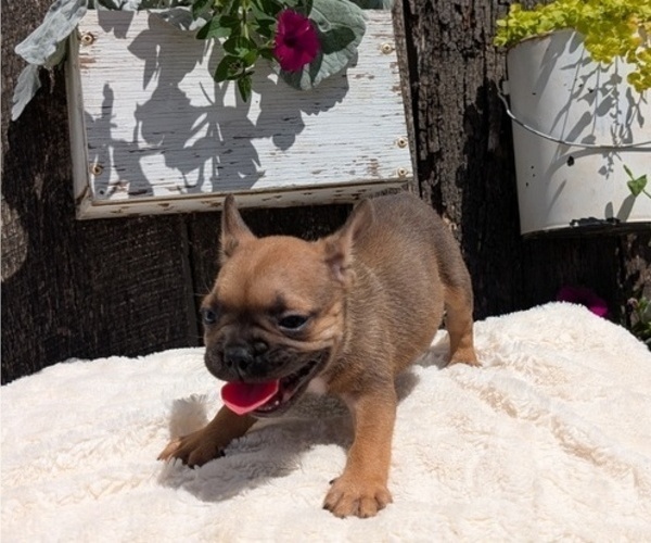 Medium Photo #8 French Bulldog Puppy For Sale in GOSHEN, IN, USA