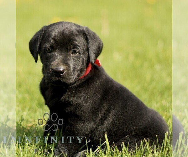 Medium Photo #3 Labrador Retriever Puppy For Sale in COATESVILLE, PA, USA