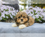 Puppy Kai ShihPoo