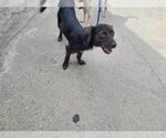 Small Dachshund