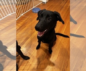 Shepradors Puppy for Sale in COLLEGE PARK, Maryland USA