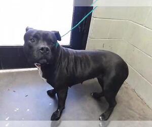 Mutt Dogs for adoption in Tulsa, OK, USA