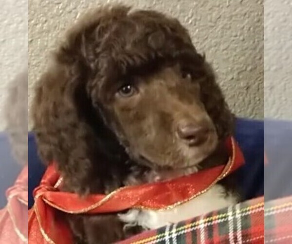 Medium Photo #3 Poodle (Standard) Puppy For Sale in MARION, TX, USA