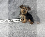 Small #4 Yorkshire Terrier