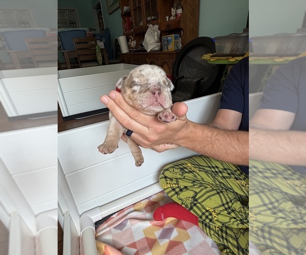Medium Photo #20 English Bulldog Puppy For Sale in OZARK, AL, USA