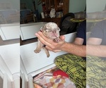 Small Photo #20 English Bulldog Puppy For Sale in OZARK, AL, USA