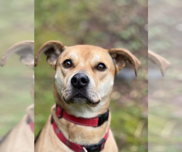 Medium Photo #2 Labrador Retriever-Staffordshire Bull Terrier Mix Puppy For Sale in Bellevue, WA, USA