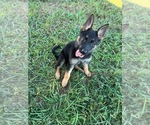 Small Photo #2 German Shepherd Dog Puppy For Sale in CAPE CORAL, FL, USA