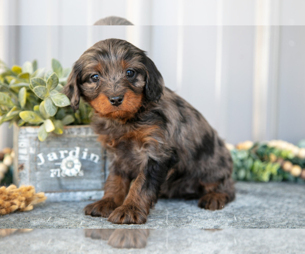 Medium Photo #2 Cavapoo Puppy For Sale in NAPPANEE, IN, USA