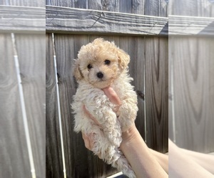 ShihPoo Puppy for sale in CLOVER, SC, USA