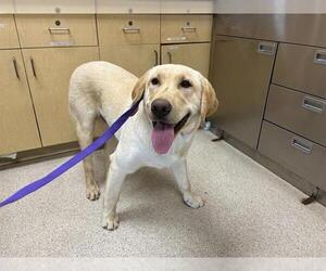 Labrador Retriever Dogs for adoption in Riverside, CA, USA