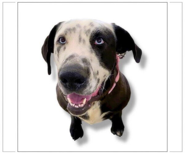 Medium Photo #1 Mastador Puppy For Sale in Alexander, AR, USA