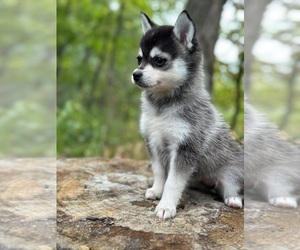 Alaskan Klee Kai-Pomsky Mix Puppy for sale in STAPLES, MN, USA