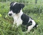 Puppy Piper Jack Russell Terrier