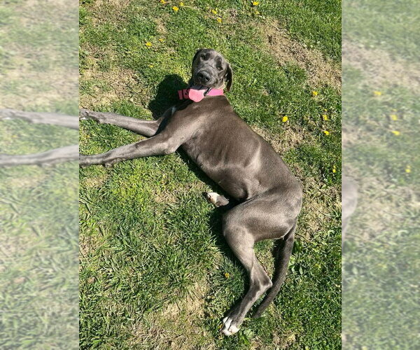 Medium Photo #2 Great Dane Puppy For Sale in Osgood, IN, USA