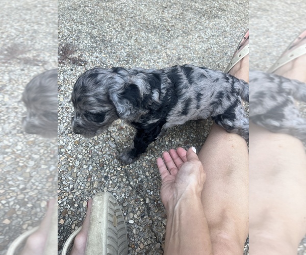 Medium Photo #9 Labradoodle Puppy For Sale in PRAIRIEVILLE, LA, USA