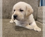Small Photo #4 Labrador Retriever Puppy For Sale in BARNEVELD, WI, USA