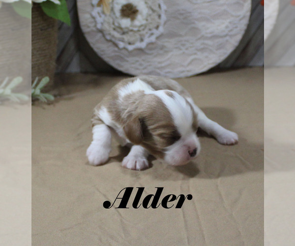 Medium Photo #6 Cavalier King Charles Spaniel Puppy For Sale in CHANUTE, KS, USA