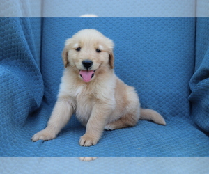 Golden Retriever Puppy for sale in SHILOH, OH, USA