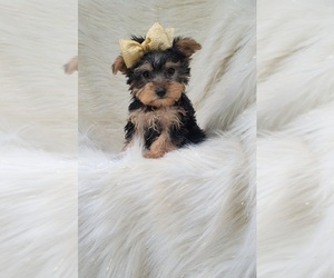 Yorkshire Terrier Puppy for sale in INDIANAPOLIS, IN, USA