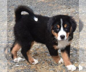 Bernese Mountain Dog Puppy for sale in HOWARD, PA, USA