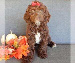 Cockapoo Puppy for sale in MILLERSBURG, OH, USA