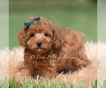 Small Photo #29 Maltipoo (Miniature) Puppy For Sale in WARSAW, IN, USA