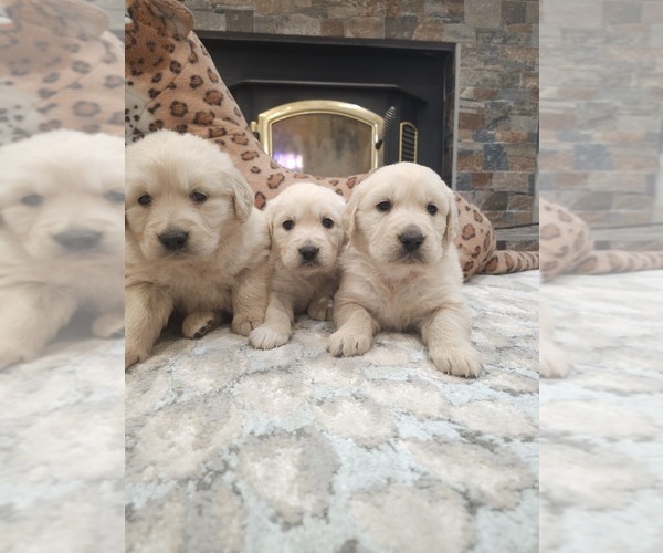 Medium Photo #4 Golden Retriever Puppy For Sale in ELVERTA, CA, USA