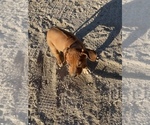 Small Photo #25 Rhodesian Ridgeback Puppy For Sale in MORONGO VALLEY, CA, USA