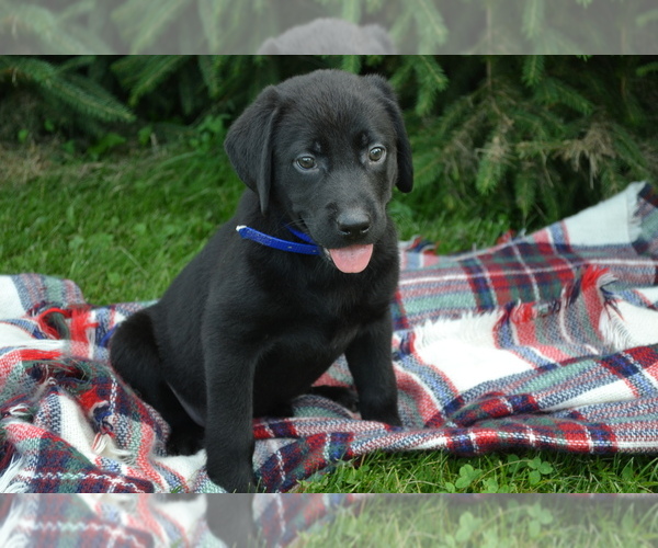 Medium Photo #42 Labrador Retriever Puppy For Sale in GREENWOOD, WI, USA