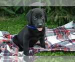 Small #1 Labrador Retriever