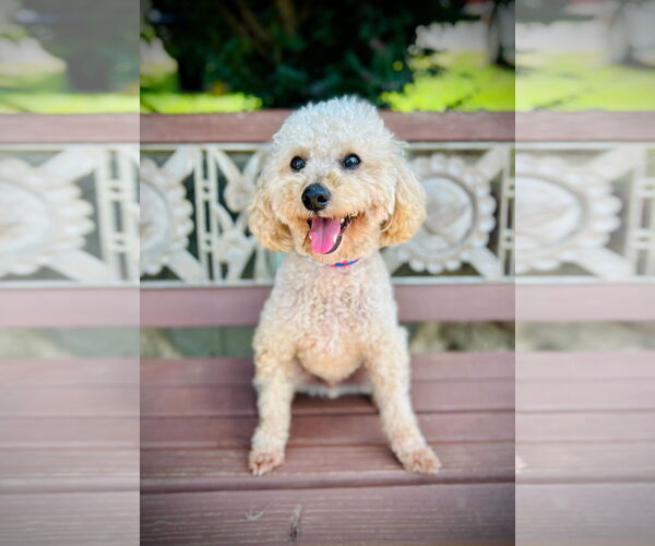 Medium Photo #1 Poodle (Miniature) Puppy For Sale in Pacolet, SC, USA