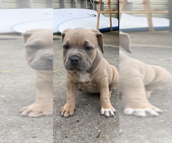 Medium Photo #7 American Bully Puppy For Sale in MYRTLE BEACH, SC, USA