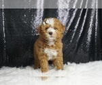 Puppy Dayton F1B Maltipoo