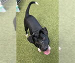 Small #3 Labrador Retriever Mix