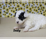 Small Photo #8 Poodle (Toy) Puppy For Sale in CHANUTE, KS, USA