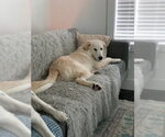 Small #5 Great Pyrenees