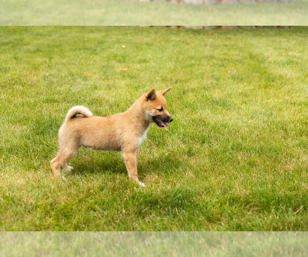 Medium Photo #5 Shiba Inu Puppy For Sale in MILLERSBURG, IN, USA