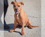 Small Photo #3 American Staffordshire Terrier-Rottweiler Mix Puppy For Sale in Huntley, IL, USA