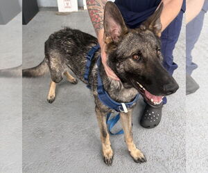 German Shepherd Dog Dogs for adoption in Plantation, FL, USA
