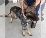 Small German Shepherd Dog