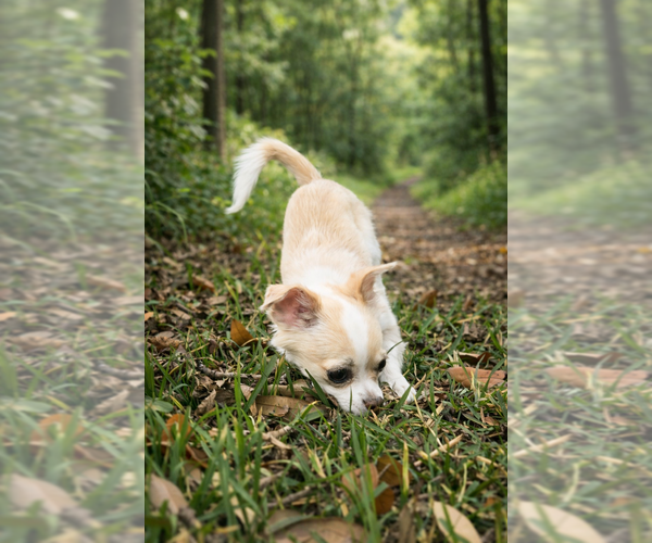 Medium Photo #7 Chihuahua Puppy For Sale in ALLEN, TX, USA