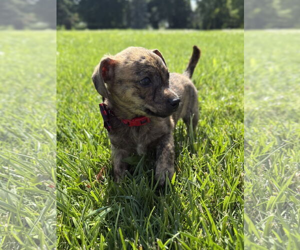 Medium Photo #4 Chihuahua-Unknown Mix Puppy For Sale in Omaha, NE, USA