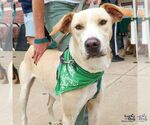 Small #1 Labrador Retriever-Retriever  Mix