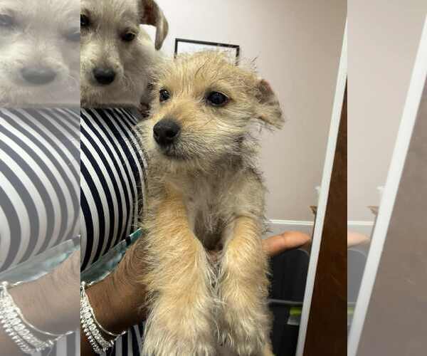 Medium Photo #1 Mutt Puppy For Sale in Holly Springs, NC, USA
